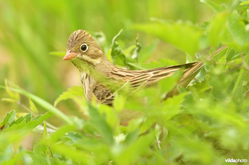 Ortolaan