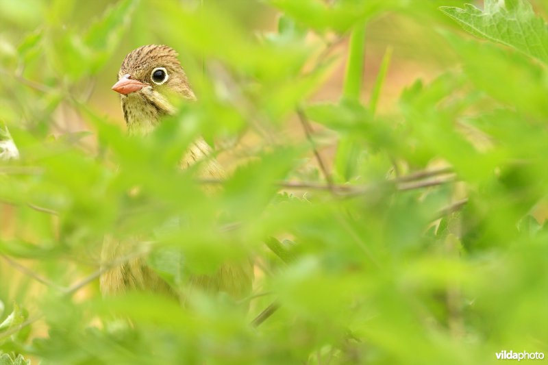 Ortolaan