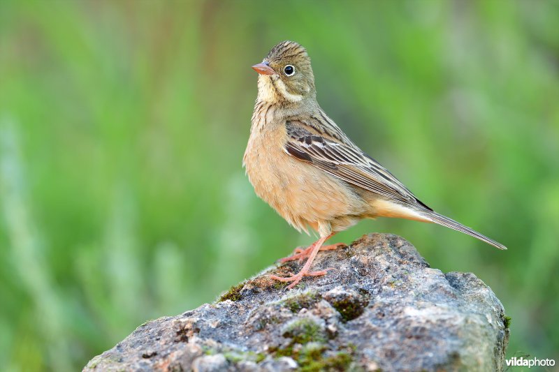 Ortolaan