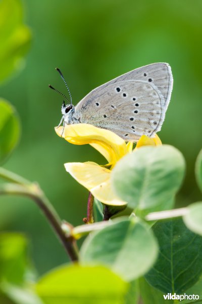 Blazenstruikblauwtje