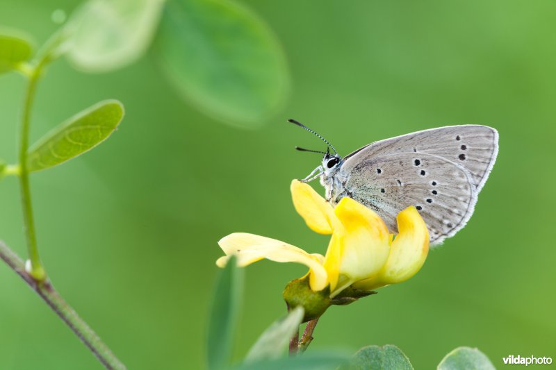 Blazenstruikblauwtje