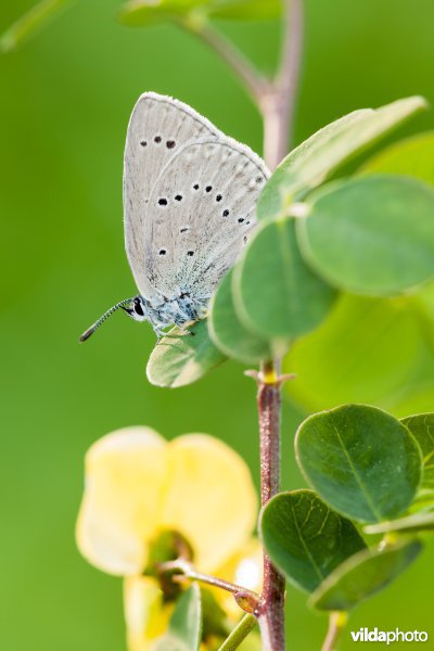 Blazenstruikblauwtje