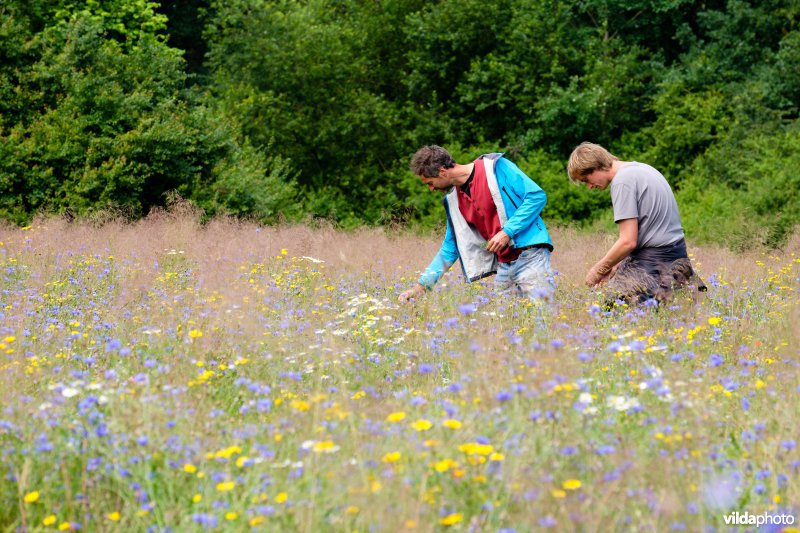Akkeronkruiden bewonderen