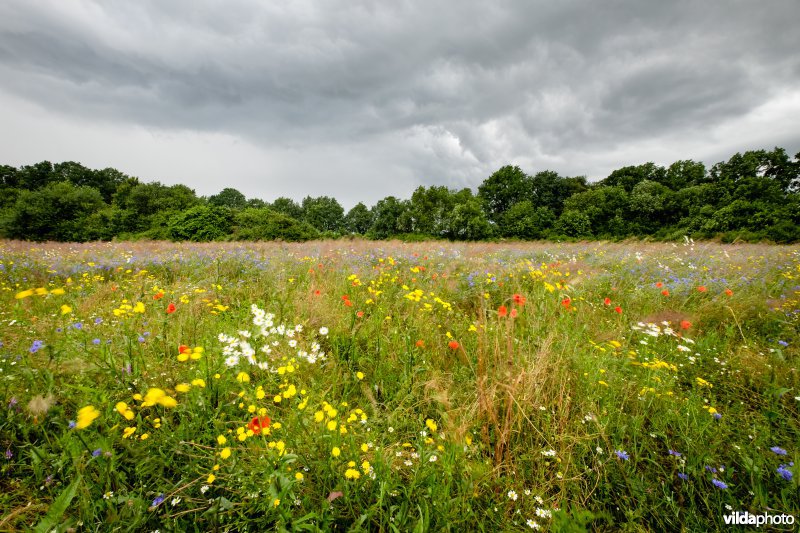 Storm boven een akker met akkeronkruiden