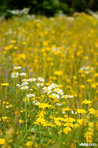 Graanakker met akkeronkruiden