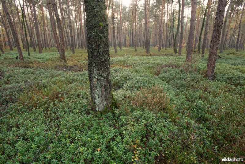 Rode bosbes in dennenbos