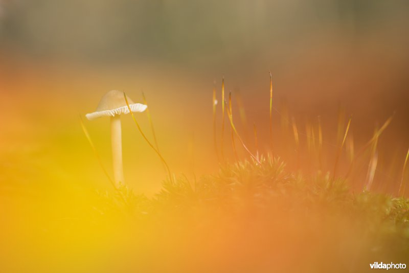 Fraaisteelmycena
