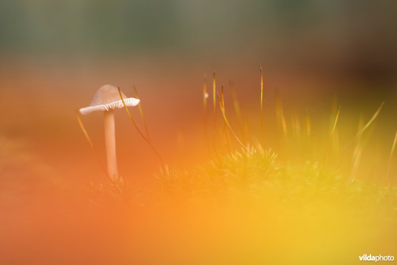 Fraaisteelmycena