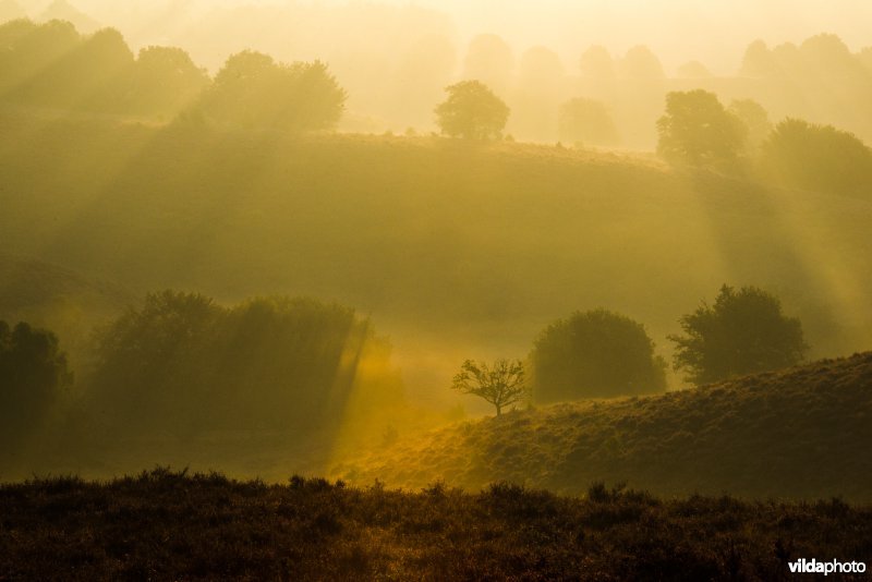 Zonnestralen over heidelandschap