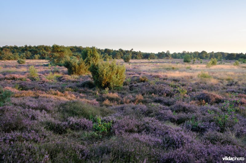 De Borkeld