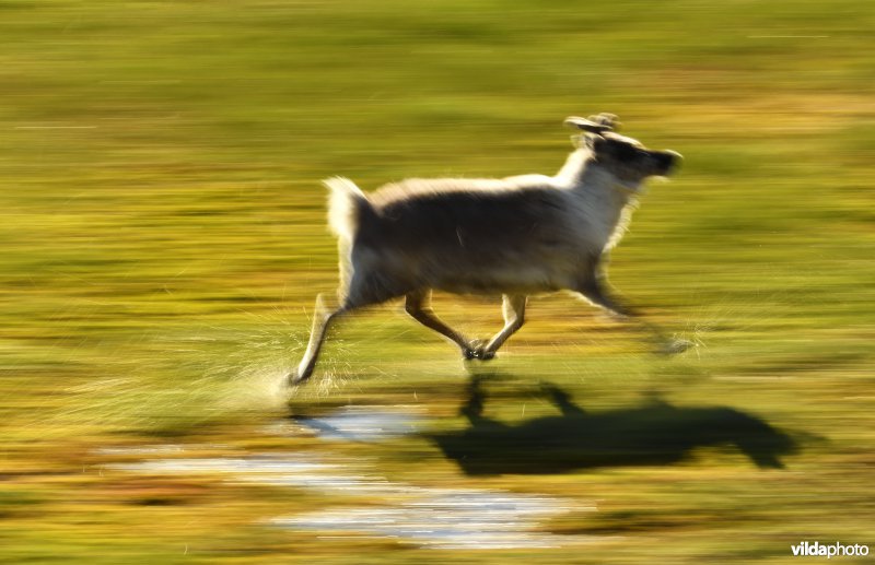 Rennend Spitsbergen-Rendier