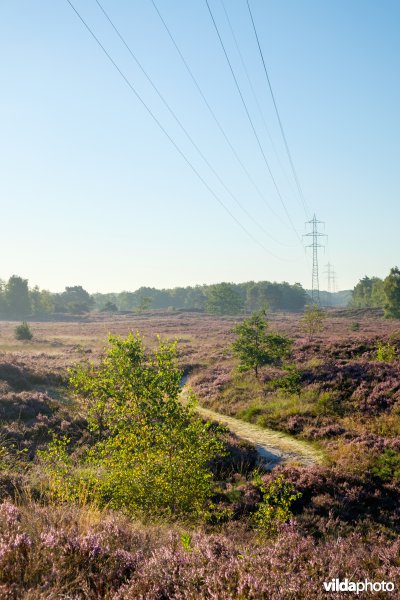 Hoogspanningslijn op een heideterrein