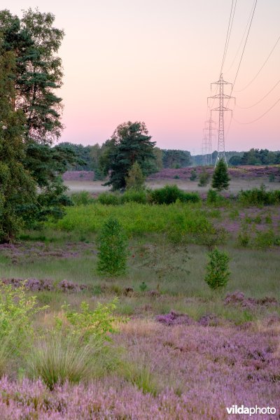 Hoogspanningslijn op een heideterrein