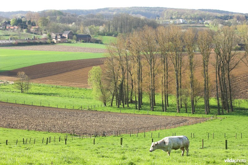 Vlaamse ardennen