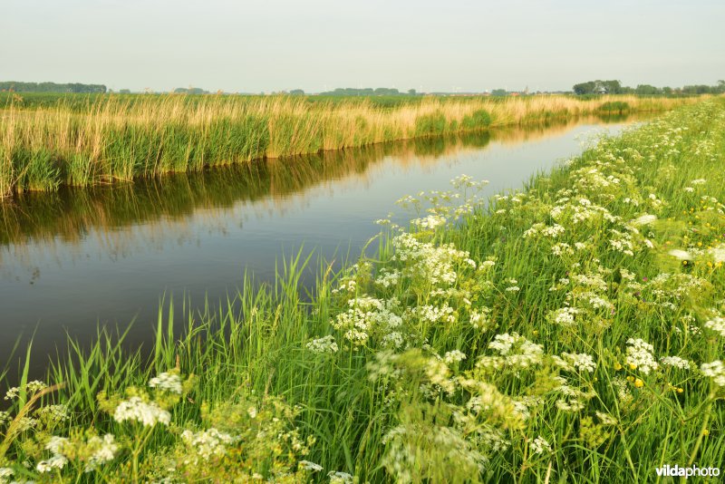 Blankenbergse vaart