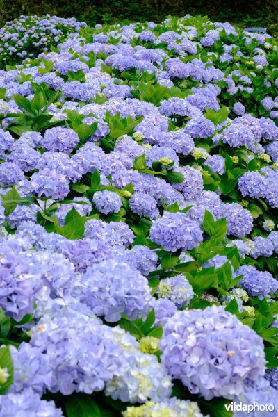 Hortensia