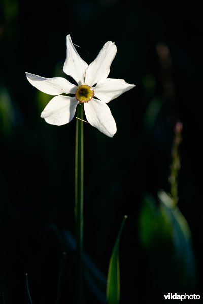 Witte narcis