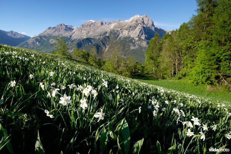 Witte narcis