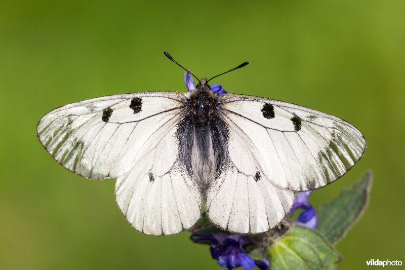 Zwarte apollovlinder