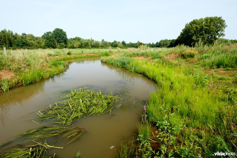 Hermeanderingsproject - eerste zomer na aanleg