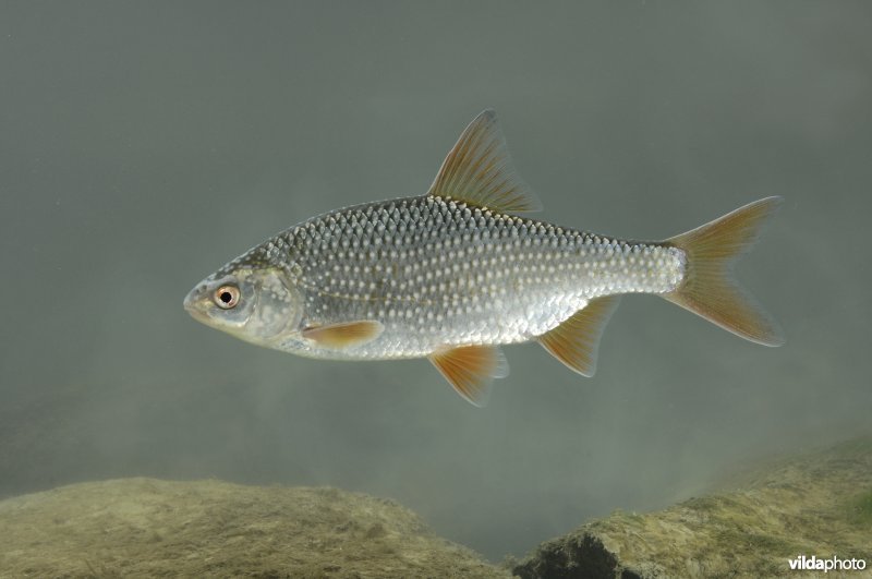 Blankvoorn in paaikleed