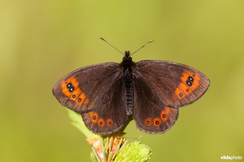 Zuidelijke erebia