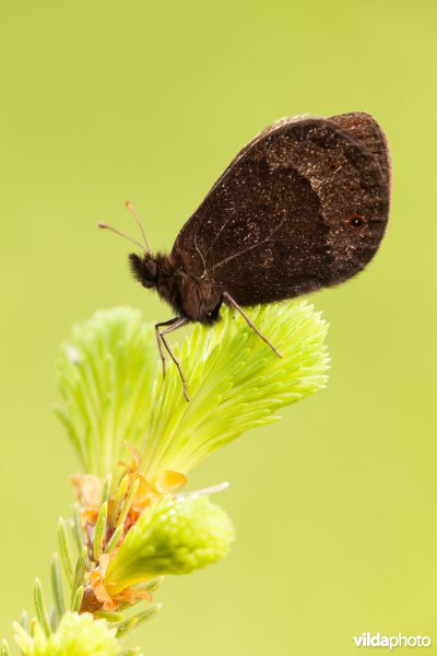 Zuidelijke erebia