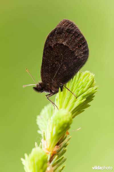 Zuidelijke erebia