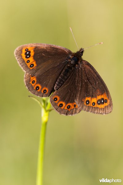 Zuidelijke erebia
