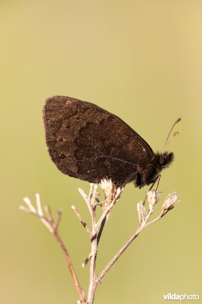 Zuidelijke erebia