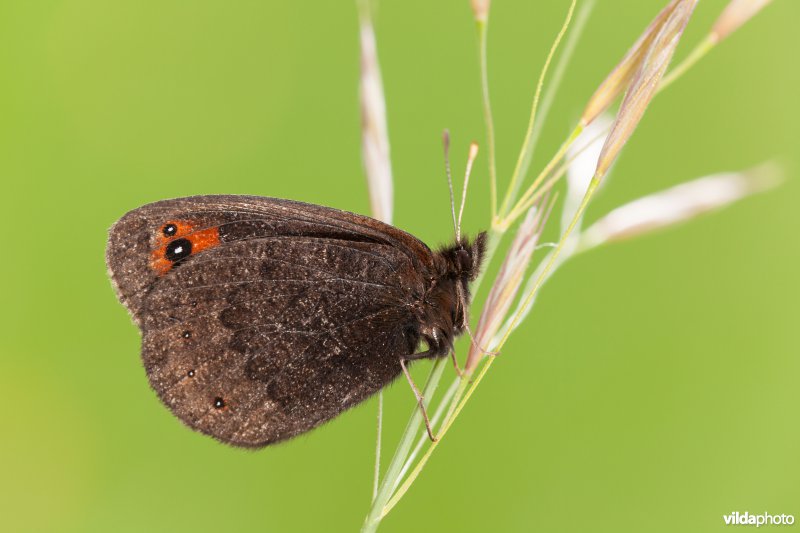 Zuidelijke erebia