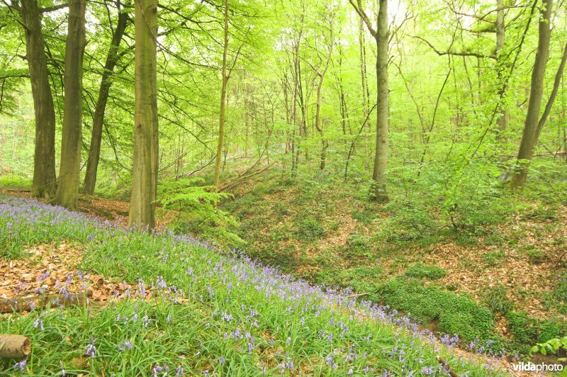 Bosreservaat Kluisbos