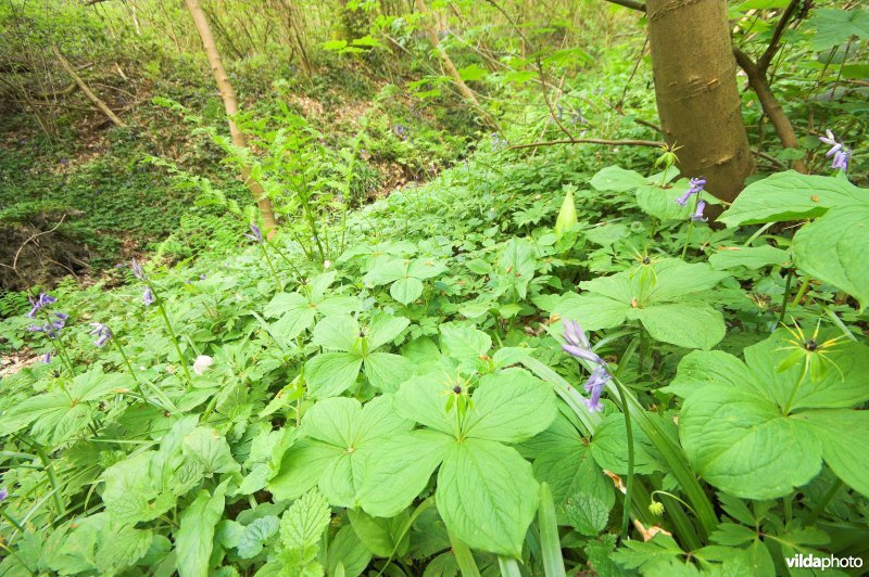 Bosreservaat Kluisbos