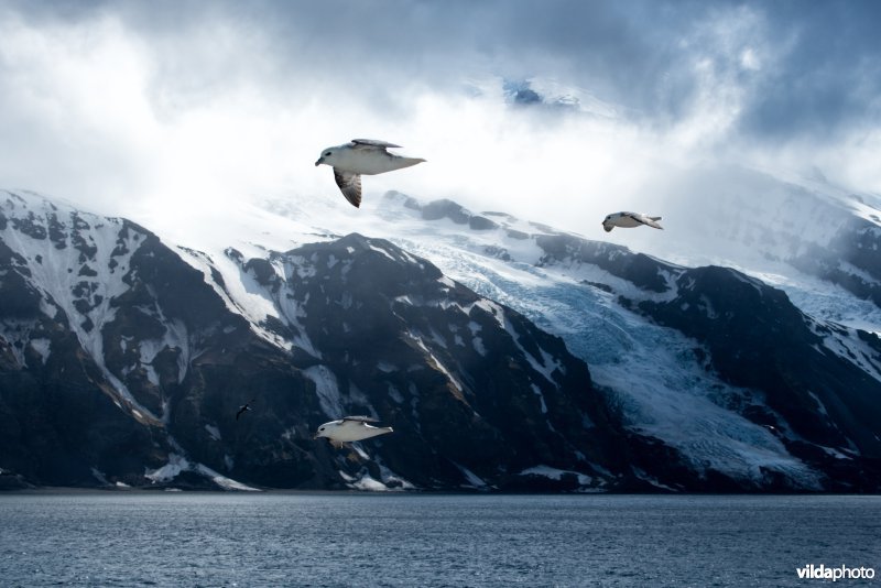 Gletsjer op Jan Mayen