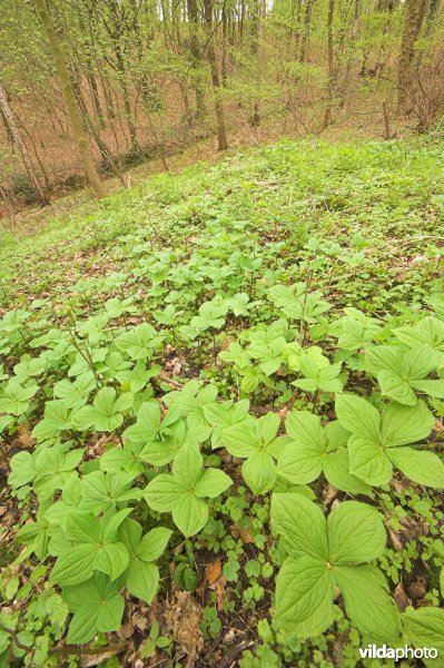 Bosreservaat Veursbos