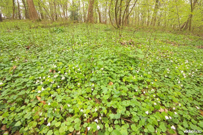 Bosreservaat Veursbos