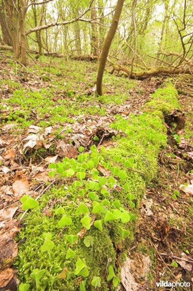 Bosreservaat Veursbos