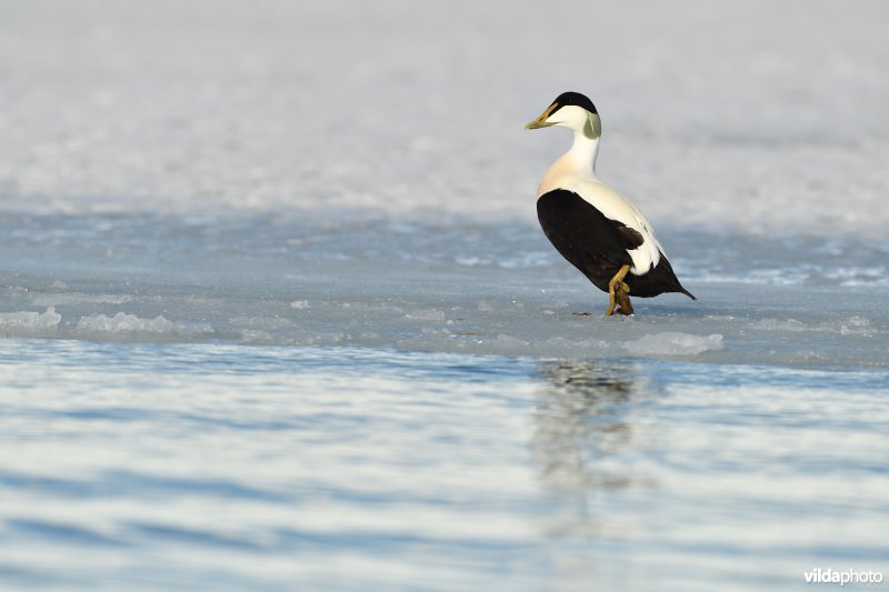 Eidereend op fjordijs