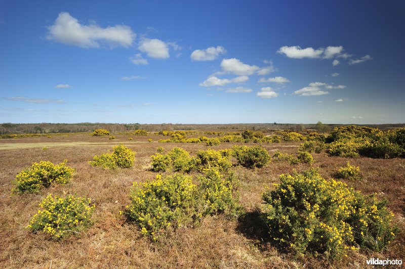 Nationaal Park New Forest