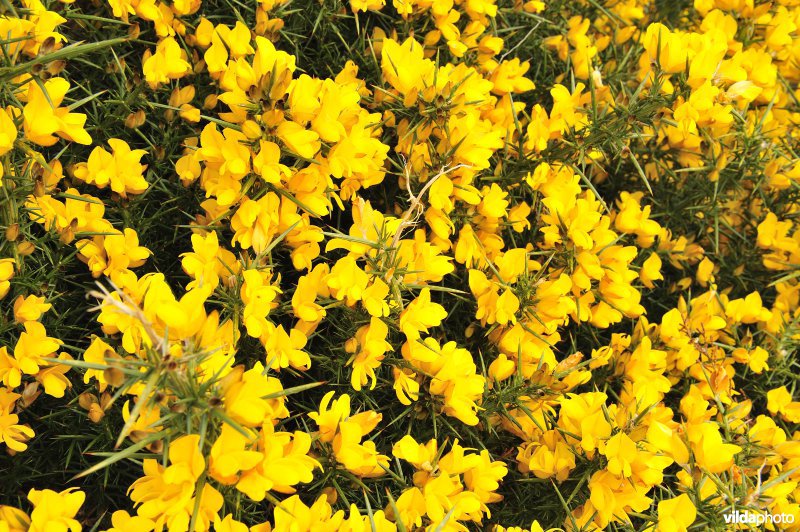 Nationaal Park New Forest