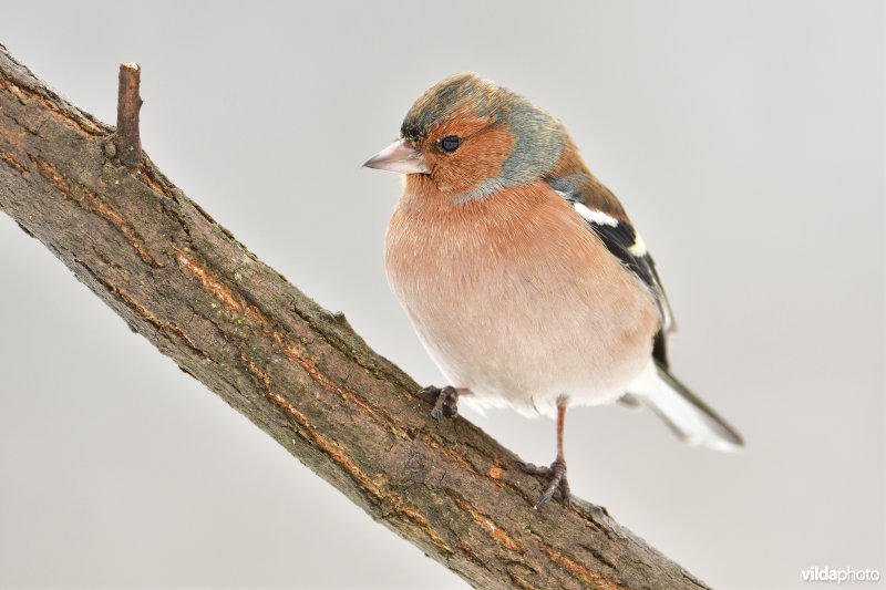 Mannetje Vink