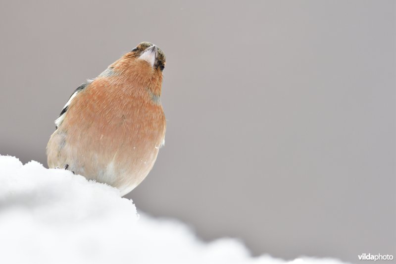 Mannetje Vink