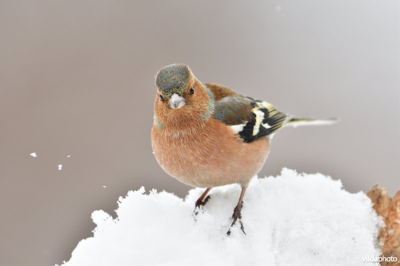 Mannetje Vink