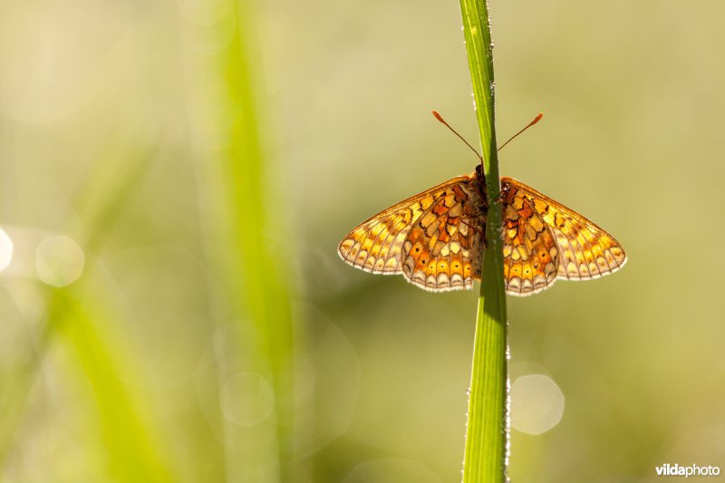 Moerasparelmoervlinder