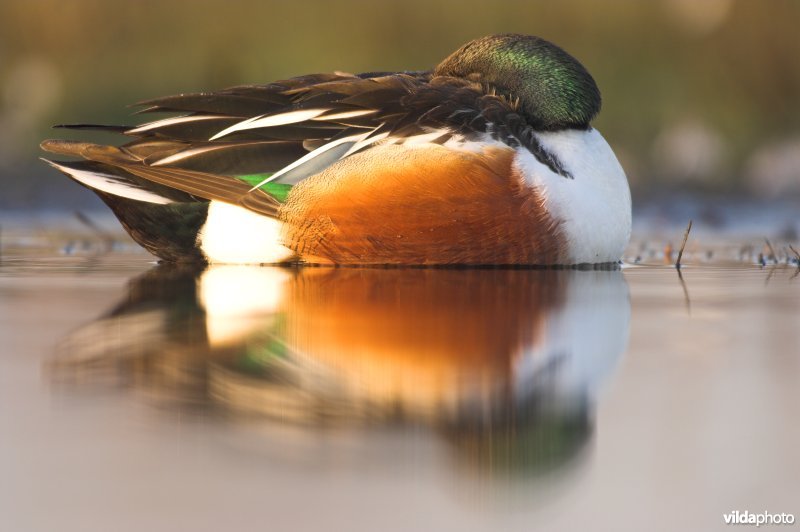 Slapend mannetje slobeend