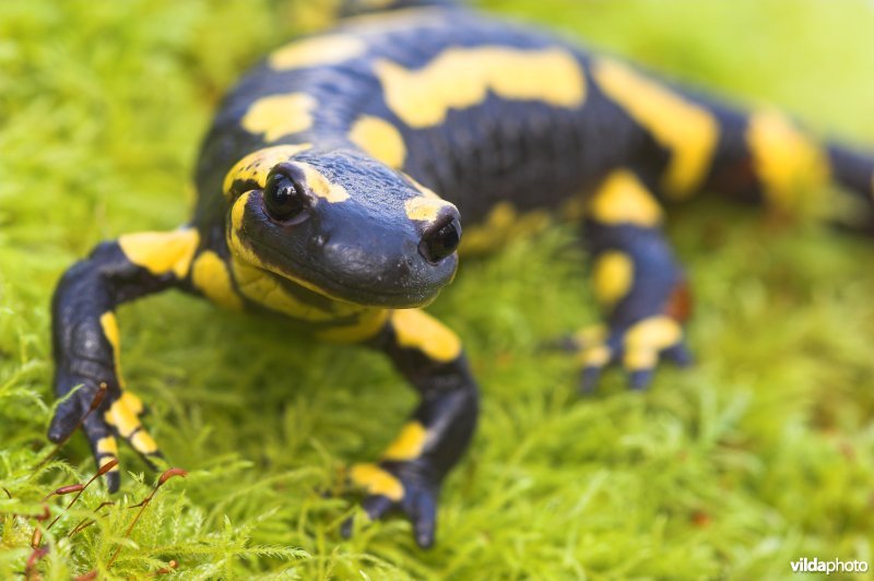 Vuursalamander (alle ondersoorten)