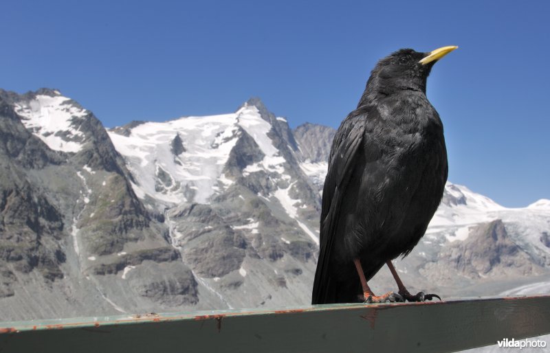 Alpenkauw op Grossglockner