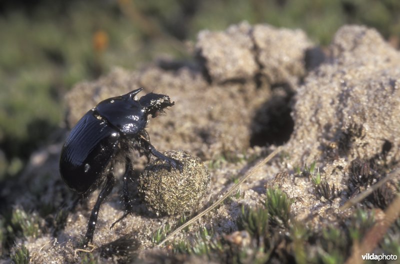 Driehoornmestkever aan het werk