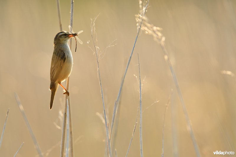 Rietzanger met juffertje