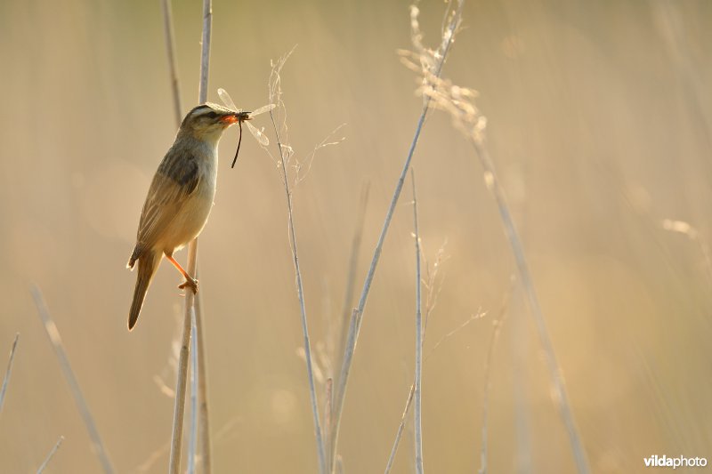 Rietzanger met juffertje